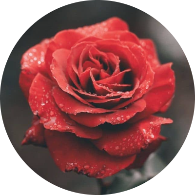 إسراء حسن أحمد شحاته